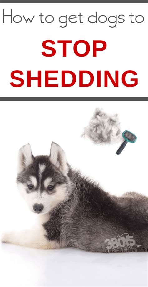 If you notice your dog is shedding way more than usual, take notice and attack the problem before it gets worse. How to Put a Stop to Shedding in Dogs - 3 Boys and a Dog