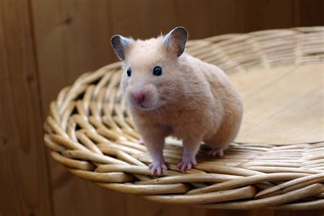 Dwarf Hamsterrodents Baby Hamster Science Hub 4 Kids