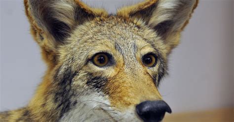 Coyote, new world member of the dog family (canidae) that is smaller and more lightly built than the wolf. Coyote town hall addresses beachside pet owners' fears