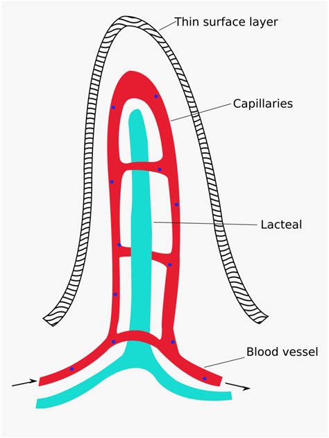 Capillaries are the smallest blood vessels where molecules move between blood and interstitial fluid of the tissues. 34 Blood Vessels Diagram To Label - Label Design Ideas 2020