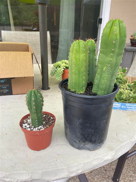 Recently Purchased These 4 Labeled As Bridgesii Should I Repot The
