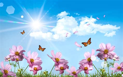 Meadow Butterflies Wallpaper 2560x1600 30983