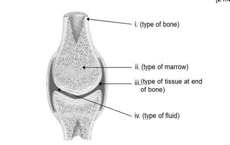 Synovial Joint Diagram Quizlet