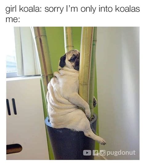 The Best Pug Memes On The Internet