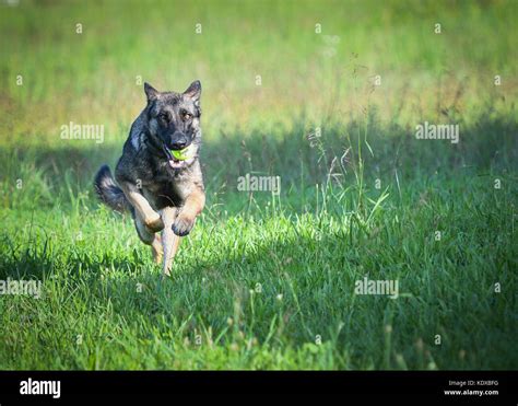 German Shepherd Dog Running At Camera With Ball Stock Photo Alamy