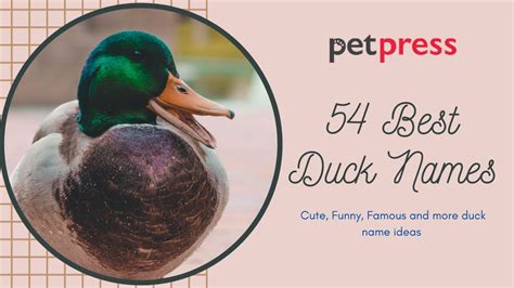 63 Best Duck Names Best Way To Name Your Cute Pet Duck Youtube