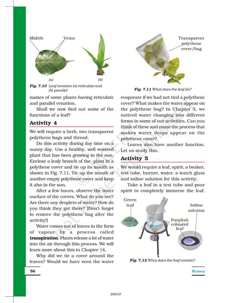 Getting To Know Plants Ncert Book Of Class 6 Science
