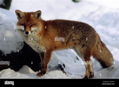 Red Fox Canis Vulpes Standing In Snow Stock Photo Alamy