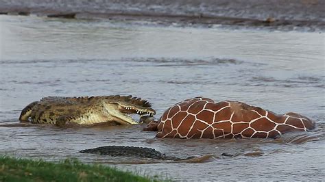 Nile Crocodile Vs African Lion Fight Comparison Who Will Win Nile