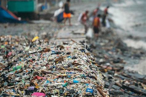 Photos Show Manila Bay Mangroves Choking In Plastic 42 Off