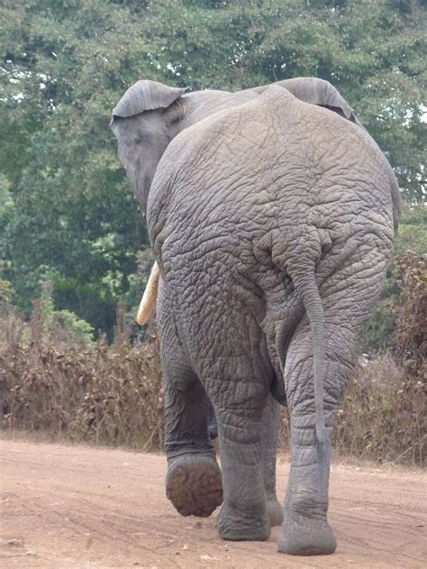 Hd Wallpaper African Bush Elephant Butt Safari Large Animal Themes