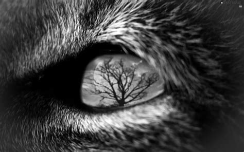 Grayscale Reflection Animal Eye 1920x1200