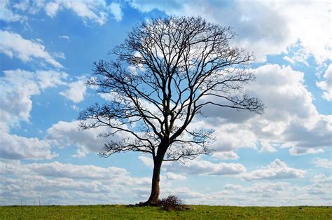 What Bare Trees Can Teach Us About Vulnerability Measurable Greatness