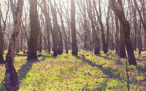 Spring Forest Stock Photo Image Of Early Land Environment 144190264