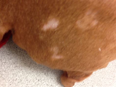 How To Help Dogs Dry Skin Examples And Forms