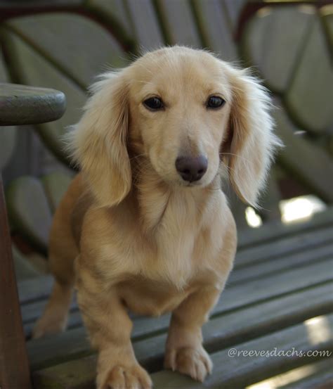 I have 1 beautiful little long haired mini dachshund boys ready to leave now! Vanilla Chai ~ Reevesdachs Miniature Dachshunds