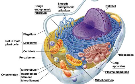 Struktur Sel Prokariotik Dan Eukariotik Vrogue Co