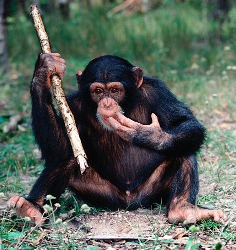 Photograph courtesy brett eloff and lee berger. Chimps Mating with Humans | just b.CAUSE