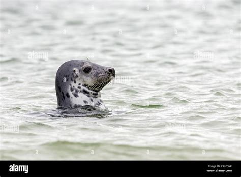 Common Harbor Seal Stock Photo Alamy