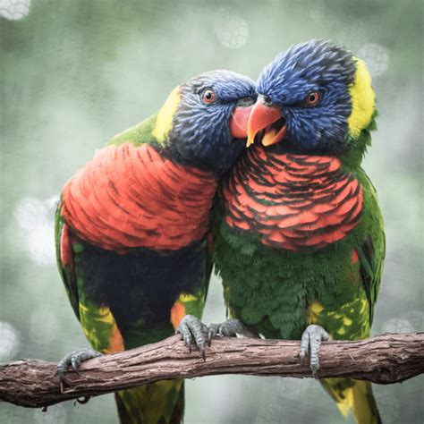 Do Birds Kiss Each Other Happy Birding