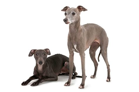 How To Tell The Difference Italian Greyhound Whippet Vlrengbr