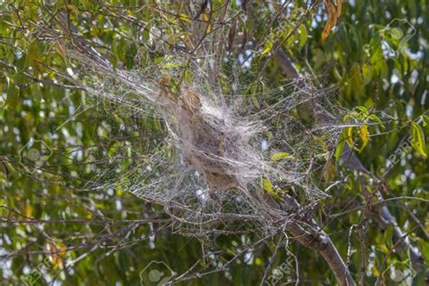 What Spiders Build Webs In Trees And How To Remove Them Pope Tree Service