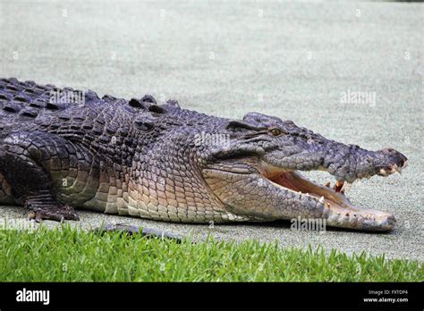 Saltwater Crocodile Crocodylus Porosus In Queensland Australia Stock