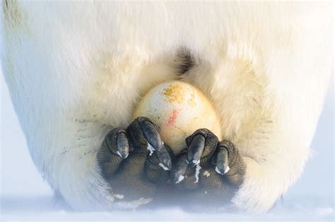 Documenting Emperor Penguins In Antarctica Bbc News