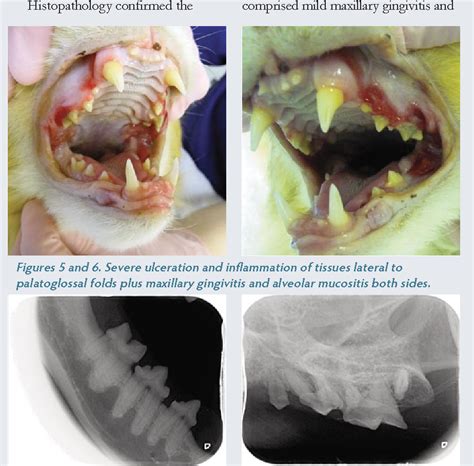 Figure 1 From An Updated Approach To Chronic Feline Gingivitis