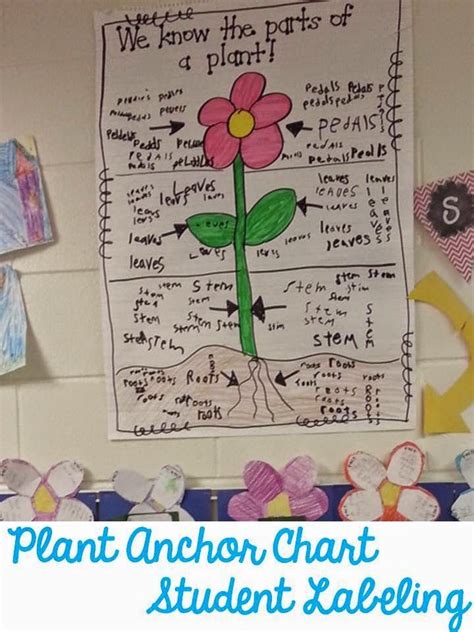 Parts Of A Plant Anchor Chart Anchor Rope Bracelets S