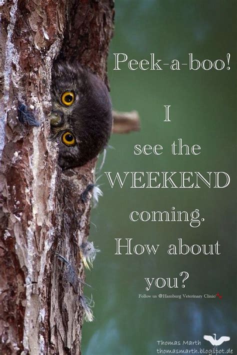Maybe you would like to learn more about one of these? Weekend is almost here | Thursday funny | Animal humor ...