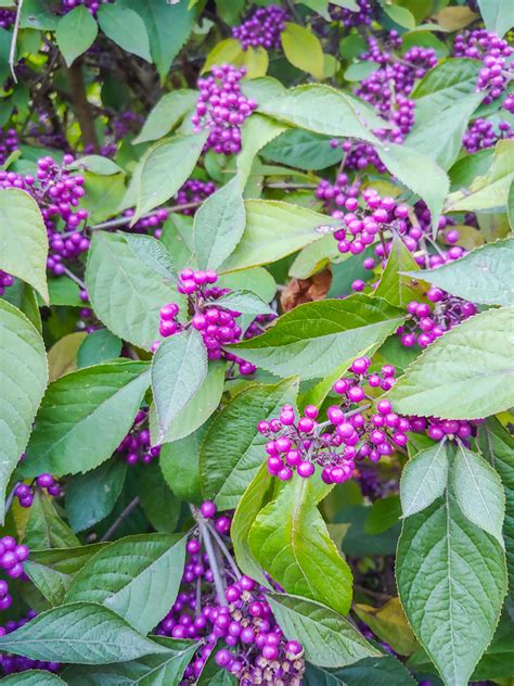 Grow Beautyberry - The Edible Shrub That Also Repels Mosquitoes ...