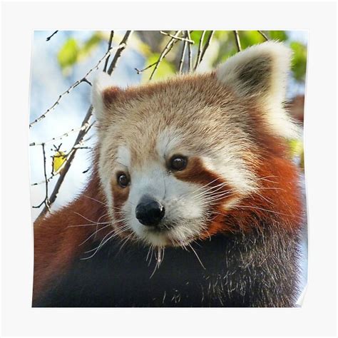 Nepalese Red Panda Portrait Poster For Sale By Mesaheed Redbubble