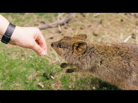 Skunks, easily identifiable by their characteristic black and white striping, are infamous for producing a foul odor when frightened. Can You Keep a QUOKKA as a Pet? - YouTube