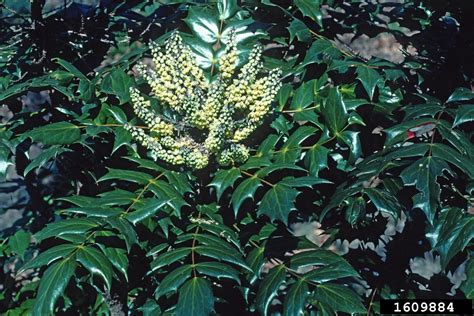 Chinese Hollygrape Mahonia Lomariifolia