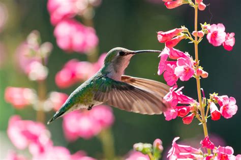 5 Great Plants For Attracting Hummingbirds In Texas