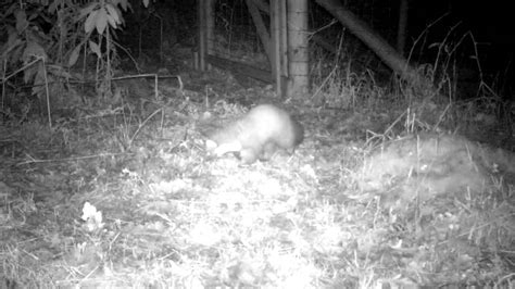 A Pine Marten Hunting Youtube