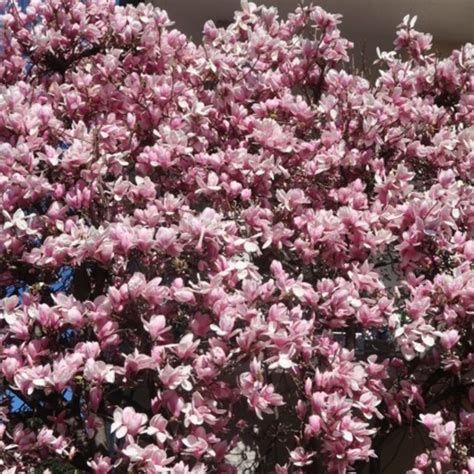 È quasi giorno ormai e non ho tra le braccia che il ricordo di te ma è tardi devo correre non c'è tempo per piangere. Il primo giorno di primavera in anticipo E per i romantici ...