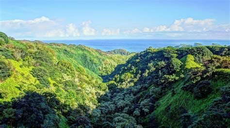 Tropical Water Tropical Forest Hawaii Isle Of Maui Maui Palm Trees