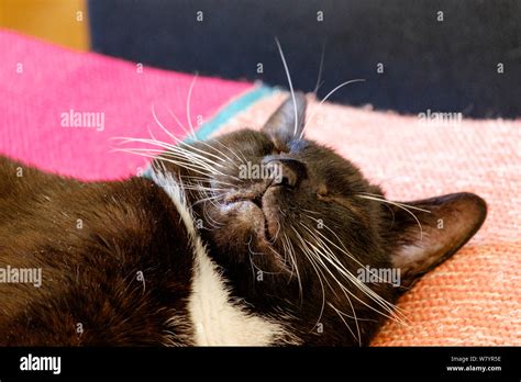 Close Up Of Tuxedo Cat Bicolour Domestic Cat With A White And Black