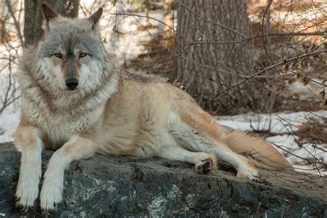 The International Wolf Center In Ely Minnesota Houses Several G