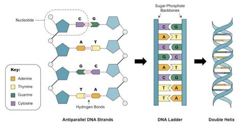 Perhatikan Gambar DNA Berikut Ini Pemyataan