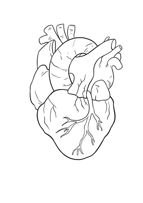 How To Draw A Simple Real Heart Step 2 By Using The Circular Outline