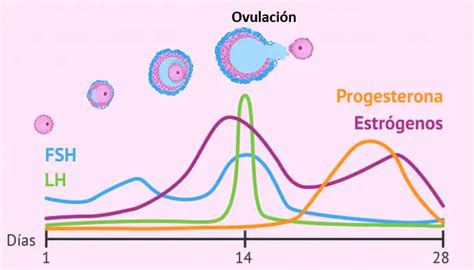 ciclo menstrual proceso de la ovulación y niveles de hormona femeninos stock de ilustración