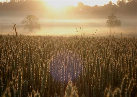 Wallpaper Sunlight Landscape Sky Field Sunrise Evening Morning