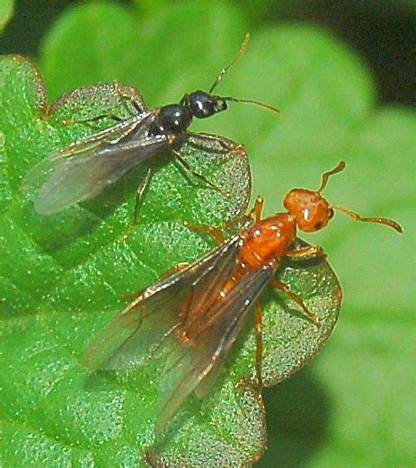 Red Winged Ants Lasius Interjectus Bugguidenet