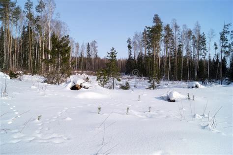 Forest Covered In Snow And Fresh Footprint Stock Photo