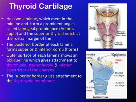 The Thyroid Cartilage Is More Commonly Known As The Adam S Apple The