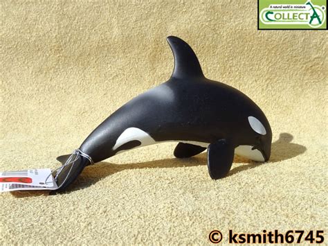 Collecta Orca Calf Solid Plastic Toy Wild Zoo Sea Marine Animal Killer