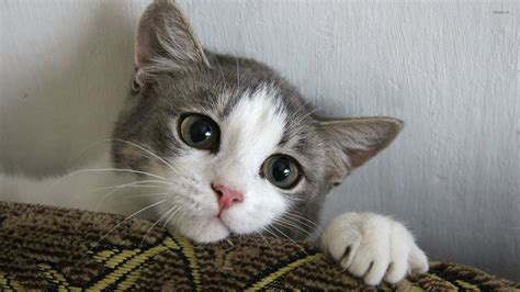 Cute Kitten Wallpaper Animal Wallpapers 37952